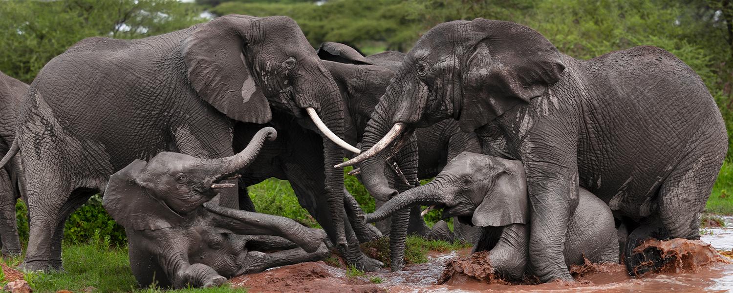  The Natural World as Muse:  A Look into SN's Artistic Inspiration