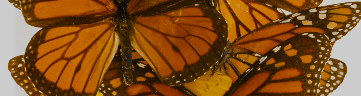 gallery-img