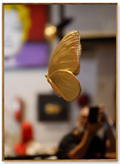 Gold Monarch