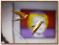 Pair of Golden Swallows