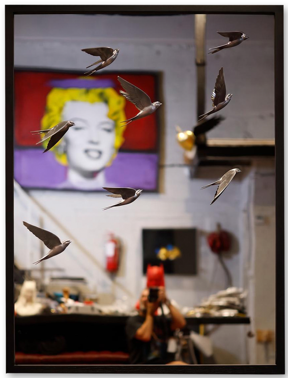 Swallows